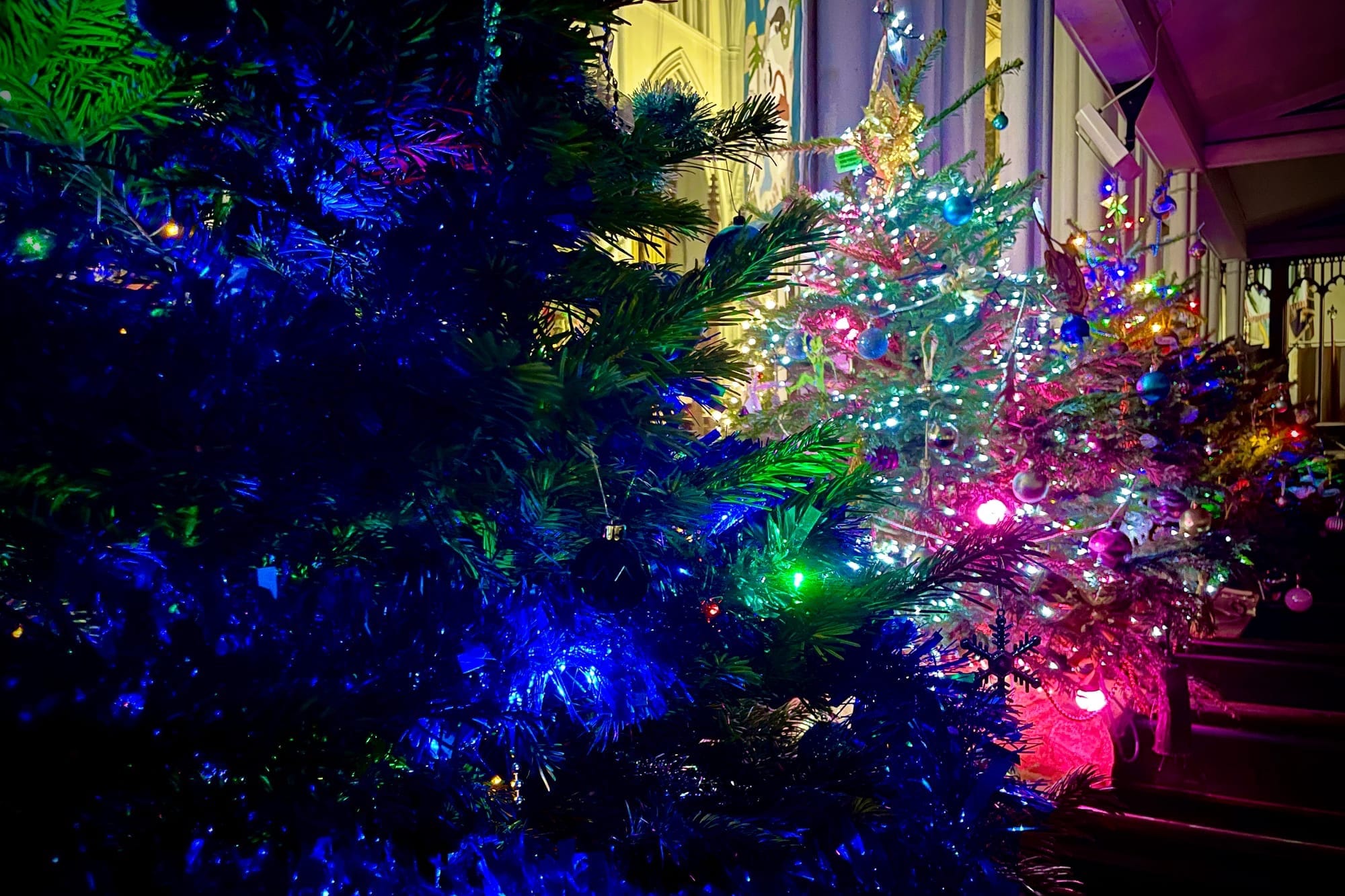 A row of illuminated Christmas trees