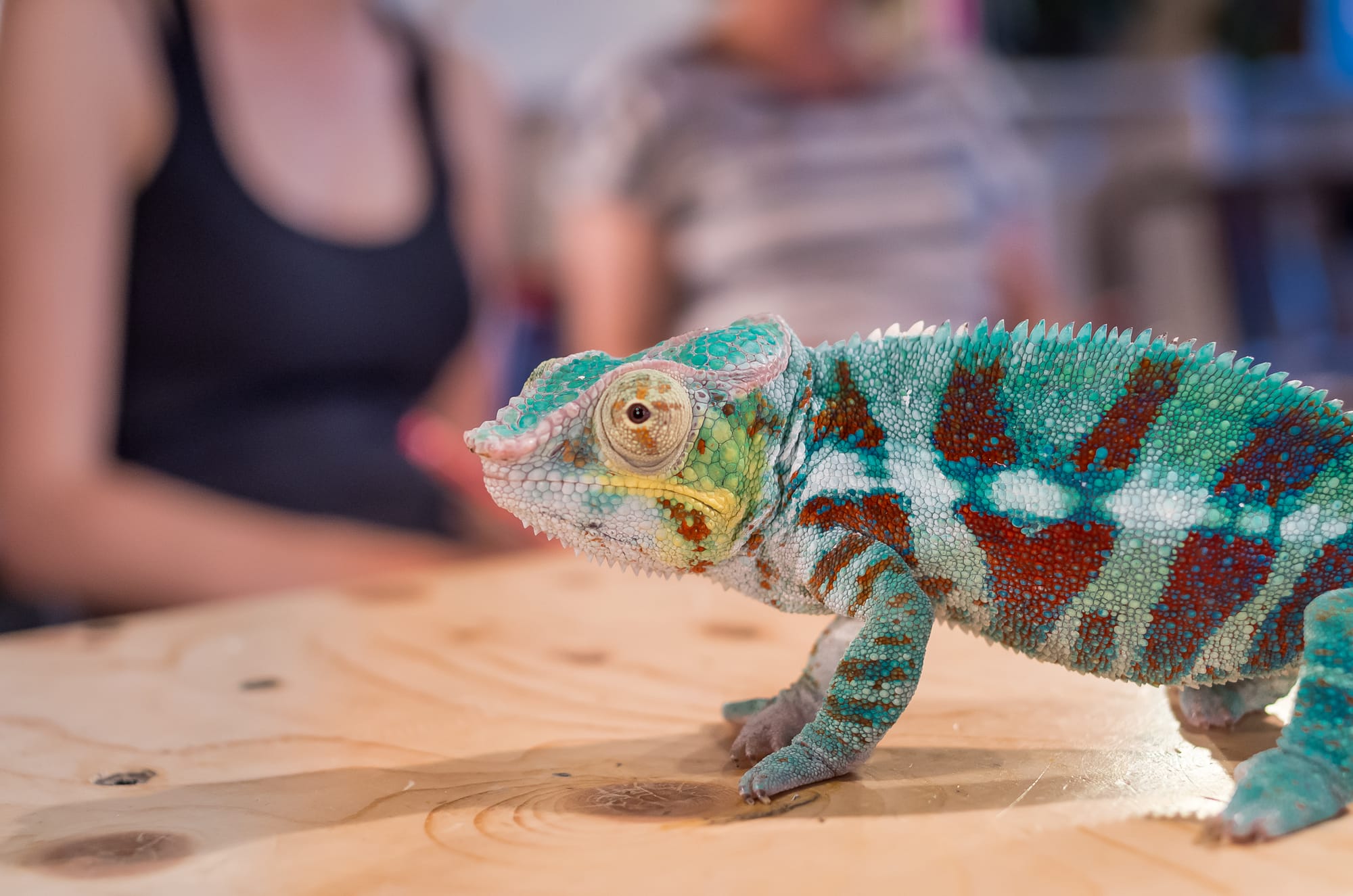 A chameleon in a drawing class