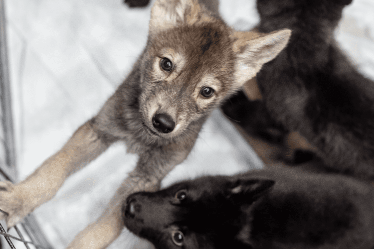 Baby wolves
